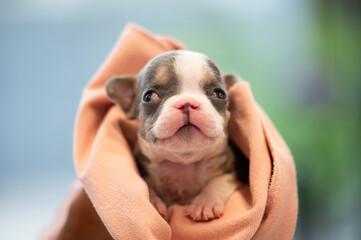 American bully  puppies closeup is being carried in a cloth on  background.
