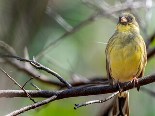 木の枝にとまるアオジ