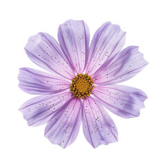 cosmos flower isolated  on Transparent Background