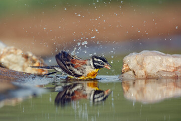 African Golden breasted Bunting bathing in waterhole with reflection in Kruger National park, South Africa ; Specie Fringillaria flaviventris family of Emberizidae