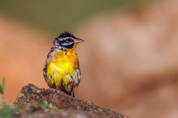 African Golden breasted Bunting standing front view on a rock in Kruger National park, South Africa ; Specie Fringillaria flaviventris family of Emberizidae
