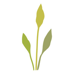 green leaf Plant Leaves Tree Flower Flora