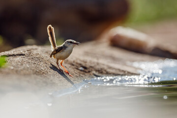 Black chested Prinia along waterhole in backlit in Kruger National park, South Africa ; Specie...