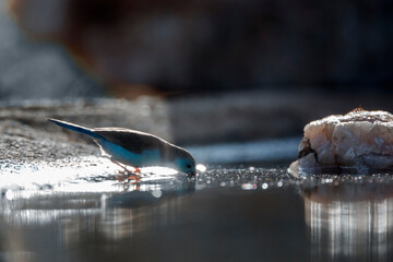 Blue-breasted Cordonbleu drinking backlit in waterhole in Kruger National park, South Africa ;...