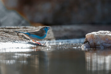 Blue-breasted Cordonbleu backlit along waterhole in Kruger National park, South Africa ; Specie...