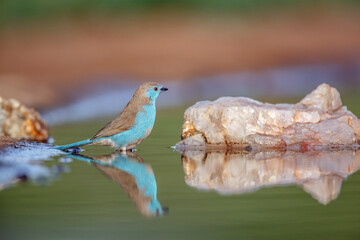Blue-breasted Cordonbleu  bathing in waterhole with reflection in Kruger National park, South...