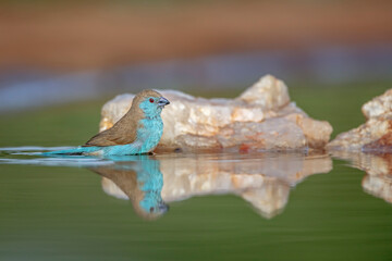 Blue-breasted Cordonbleu  bathing in waterhole with reflection in Kruger National park, South...