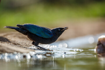Cape Glossy Starling drinking in waterhole in backlit in Kruger National park, South Africa ;...