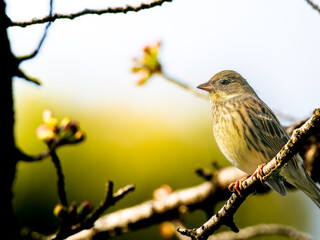 木の枝にとまるアオジ