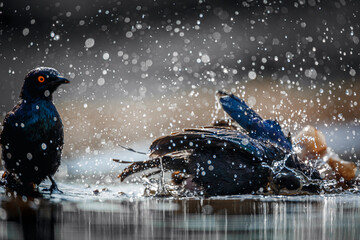 Two Cape Glossy Starling bathing backlit in waterhole in Kruger National park, South Africa ;...