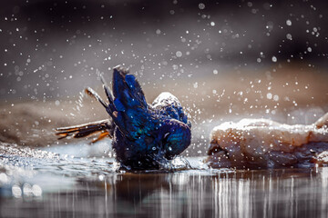 Cape Glossy Starling bathing backlit in waterhole in Kruger National park, South Africa ; Specie...