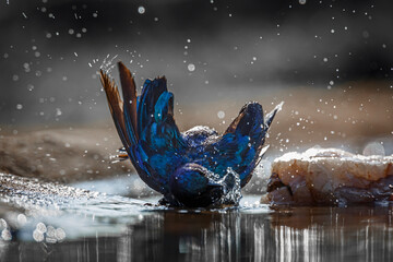 Cape Glossy Starling bathing backlit in waterhole in Kruger National park, South Africa ; Specie...