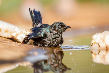 Cape Glossy Starling juvenile bathing in waterhole in Kruger National park, South Africa ; Specie...