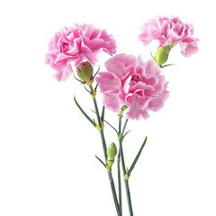 pink carnation flowers isolated on Transparent Background