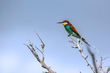 European Bee eater standing on a branch isolated in blue sky in Kruger National park, South Africa ; Specie family Merops apiaster of Meropidae