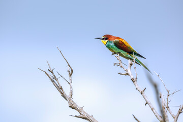 European Bee eater standing on a branch isolated in blue sky in Kruger National park, South Africa ; Specie family Merops apiaster of Meropidae