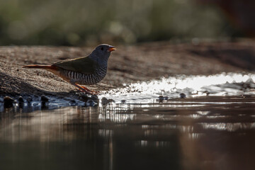 Green winged Pytilia backlit drinking in waterhole in Kruger National park, South Africa ; Specie Pytilia melba family of Estrildidae