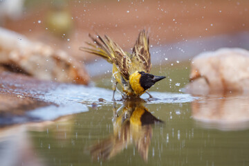 Lesser Masked Weaver male bathing in waterhole with reflection in Kruger National park, South...