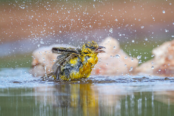 Lesser Masked Weaver bathing in waterhole in Kruger National park, South Africa ; Specie Ploceus...