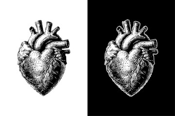 human heart, hand drawn woodcut engraving style vintage antique vector illustration 
