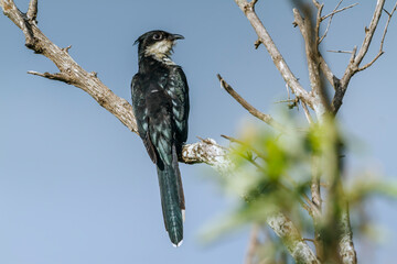 Pied Cuckoo standing on a branch isolated in blue sky in Kruger National park, South Africa ;...