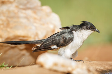 Pied Cuckoo standing on rock full frame in Kruger National park, South Africa ; Specie Clamator...