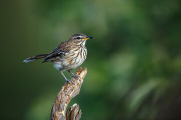 Fototapeta premium Red backed Scrub Robin standing on log isolated in natural background in Kruger National park, South Africa ; specie Cercotrichas leucophrys family of Musicapidae