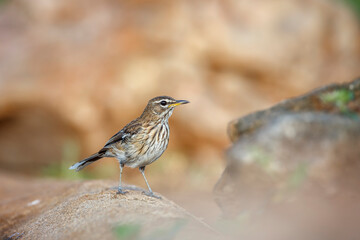Red backed Scrub Robin standing side view on a rock in Kruger National park, South Africa; specie...
