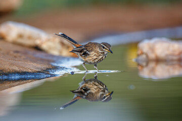 Red backed Scrub Robin standing in waterhole with reflection in Kruger National park, South Africa; specie Cercotrichas leucophrys family of Musicapidae