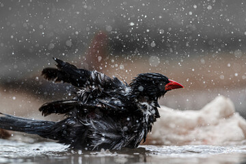 Red billed Buffalo Weaver in Kruger National park, South Africa ; Specie Bubalornis niger family of...