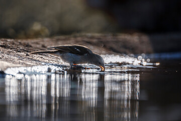 Southern Grey-headed Sparrow backlit drinking in waterhole in Kruger National park, South Africa ; Specie family Passer diffusus of Passeridae