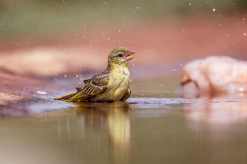 Village weaver bathing in waterhole in Kruger National park, South Africa ; Specie Ploceus cucullatus family of Ploceidae