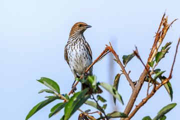 Violet backed starling female standing on a branch isolated in blue sky in Kruger National park,...