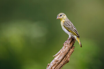 Fototapeta premium Village weaver standing on a branch isolated in natural background in Kruger National park, South Africa ; Specie Ploceus cucullatus family of Ploceidae