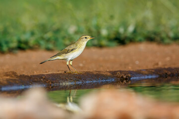 Willow Warbler along waterhole in Kruger National park, South Africa ; Specie Phylloscopus trochilus family of Phylloscopidae