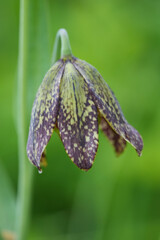 Closeup on a fresh flower of the North- American Mission Bells or Chocolate Lily, Fritillaria...