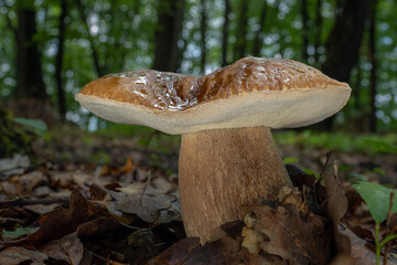 Edible mushroom Summer cep (Boletus reticulatus) in deciduous forest © Zdenka Kryspínová