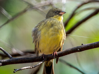 木の枝にとまるアオジ