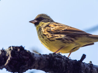 木の枝にとまるアオジ