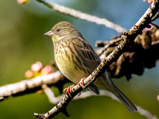 木の枝にとまるアオジ