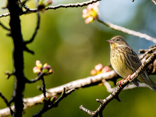 木の枝にとまるアオジ
