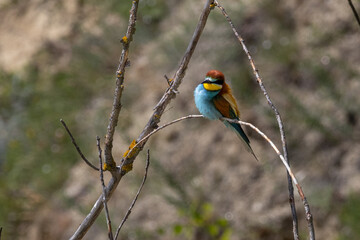 detail of colorful bee-eater sitting on a branch