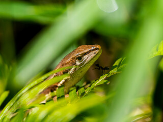 カナヘビのマクロ