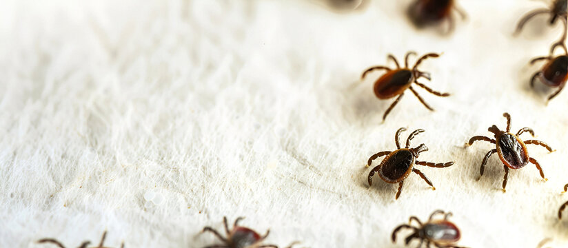 Multiple ticks on a surface, showcasing the importance of pest control