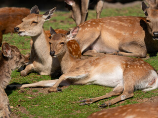 食後に寛ぐ奈良公園の鹿