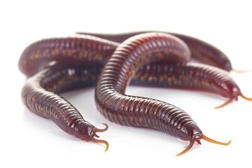 Group of worms sitting on a white surface, suitable for educational materials