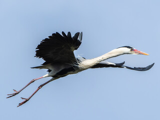 空を飛ぶアオサギ