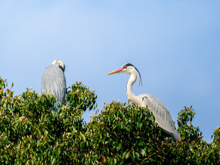 木の上のアオサギ