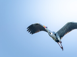 空を飛ぶアオサギ