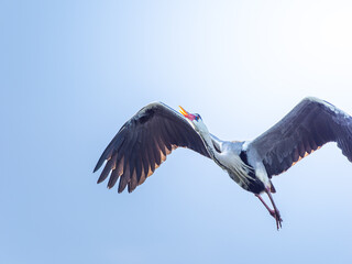 空を飛ぶアオサギ